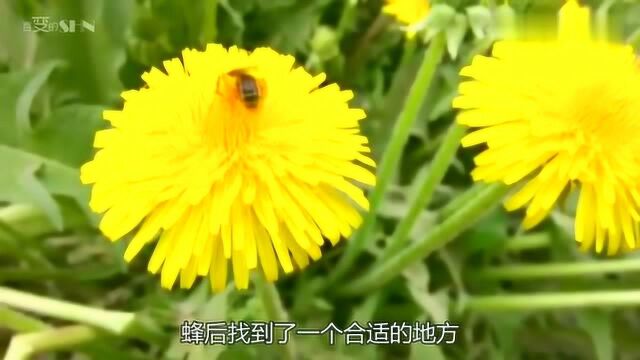 蜜蜂都是筑巢大师,实拍蜂后从零开始建造蜂巢,这次长知识了