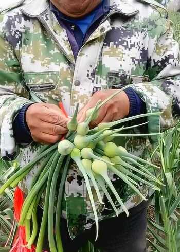 蒜农种出超级蒜苔,和成年人大拇指一样粗