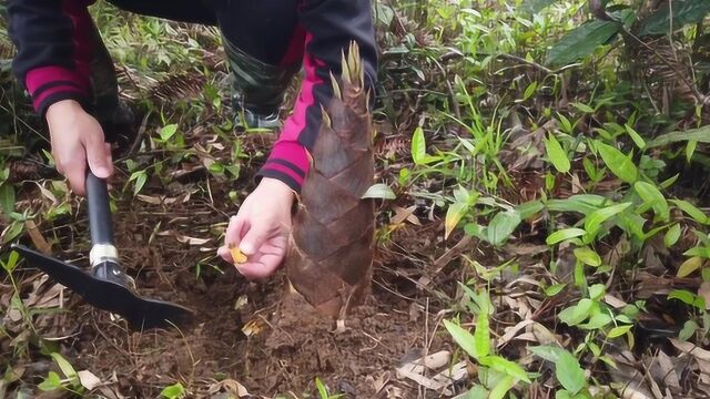 楠竹林里长满了笋子,小伙带上锄头挖上一棵,这笋子好嫩啊