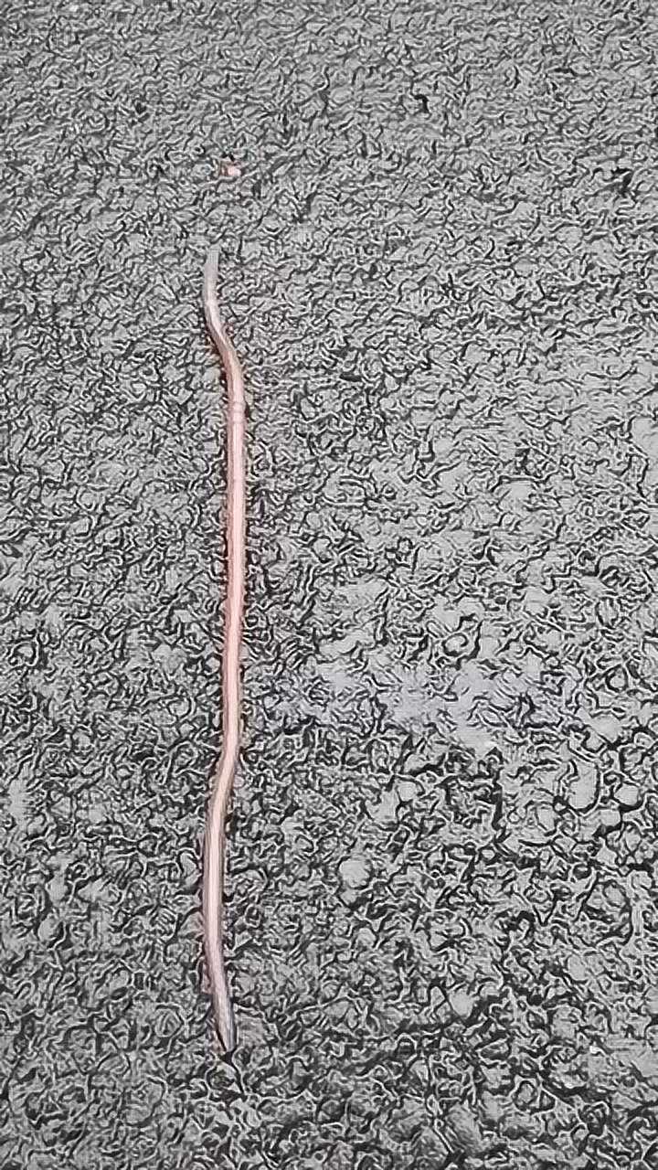 峨眉山巨无霸蚯蚓