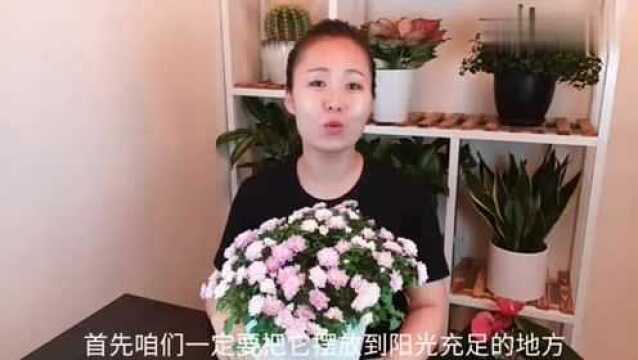 家庭养菊花,为什么说要摆放在这个位置?