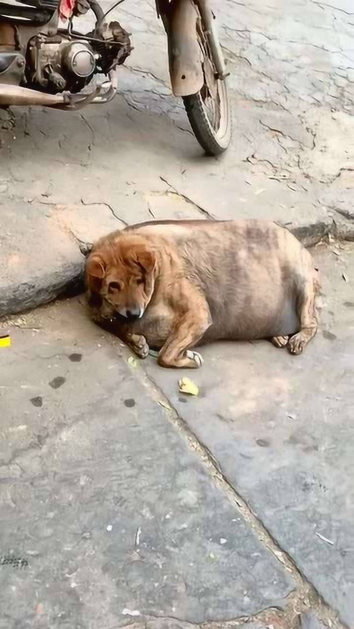 你们见过那种头小身子大的动物嘛,这到底是狗还是猪啊,真的是愁人!