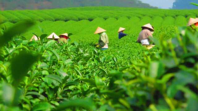 秋季上火不用怕,它是天然的降火药,常吃清热解毒,身体更健康!