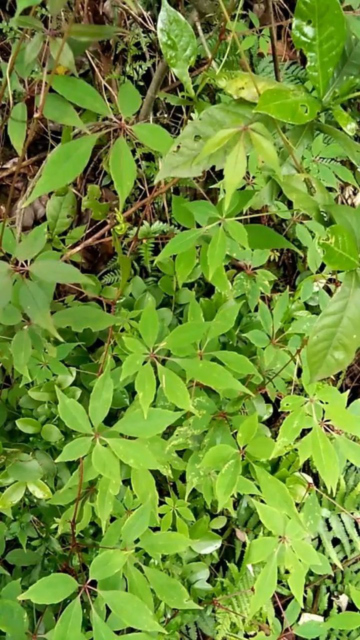 金龙爪,它主治祛风除湿接骨续筋散瘀消肿,烫伤皮肤湿烂