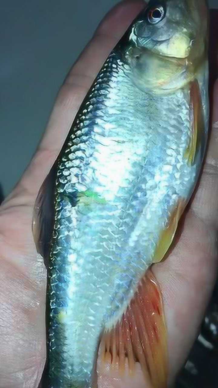 大家看到这种青山秀水原生态的花翅冠鱼,不知有没有嘴馋