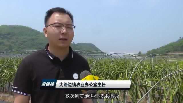 辞掉深圳高薪工作返乡,大路边人黄华强想要带动村民致富