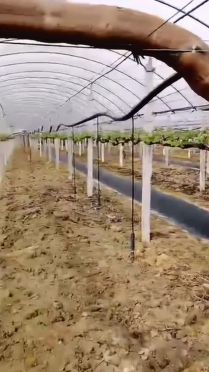 10年的葡萄树,简直成精了,到处布满了它的爪牙!_高清1080P在线观看平台_腾讯视频