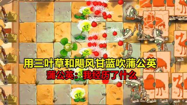 pvz2:测试用三叶草和飓风甘蓝吹蒲公英,蒲公英:我经历了什么?