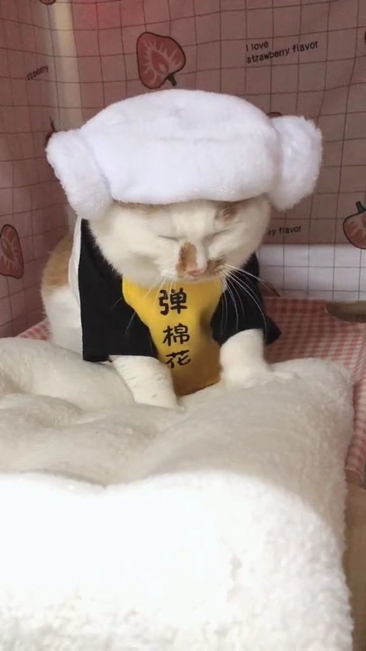 弹棉花的小猫咪开始工作了