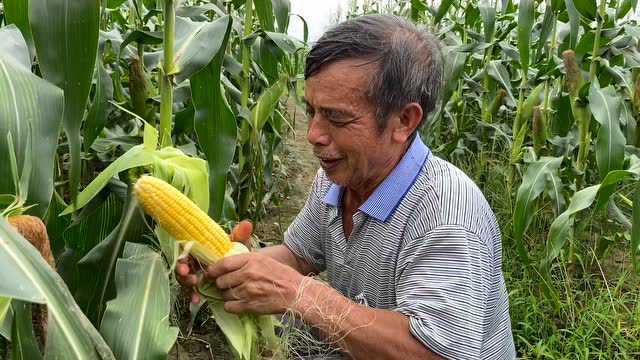 青桐村农户韦永成