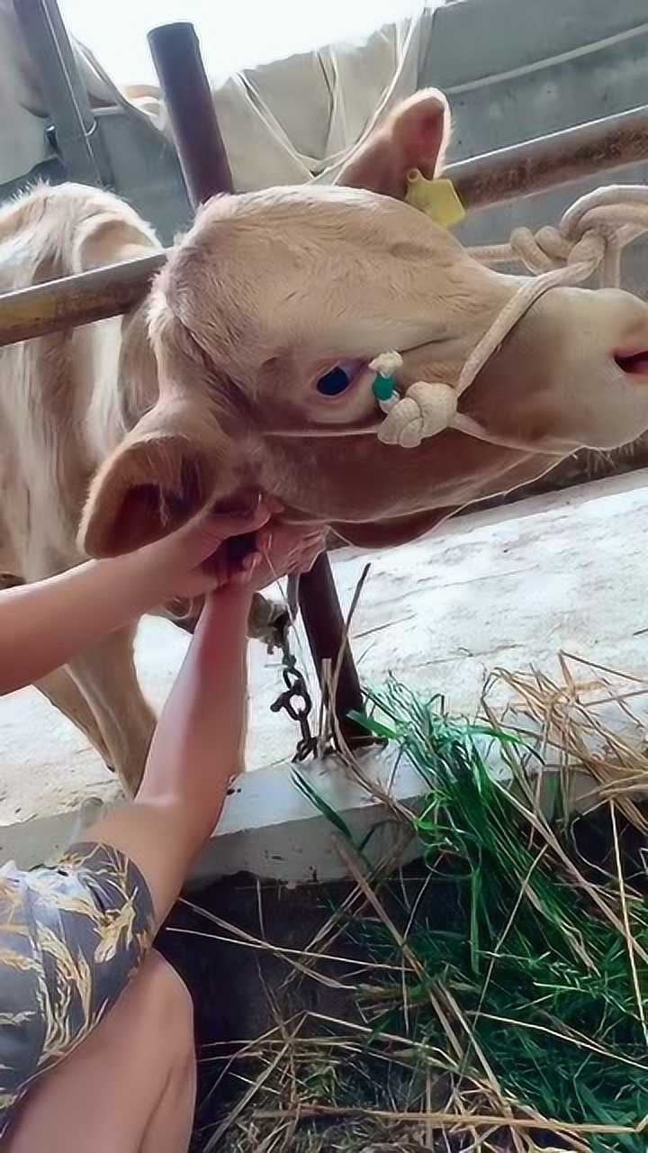 给动物输液跟给人输液可不一样必须快准狠千万不能心软