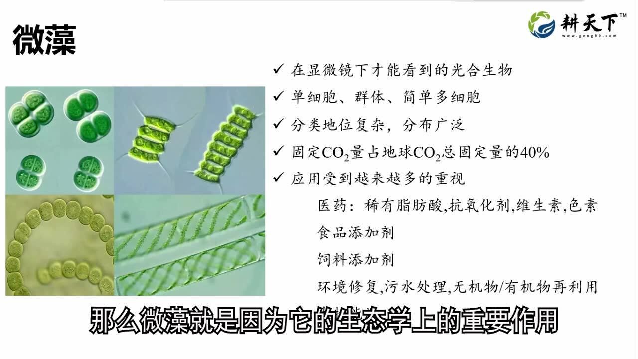 两分钟了解什么是微藻_高清1080P在线观看平台_腾讯视频