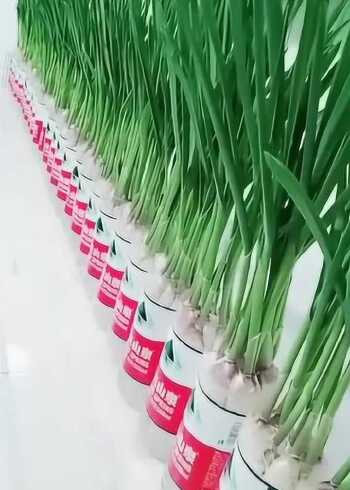 矿泉水瓶还能种菜,纯绿色无污染,你值得拥有哦