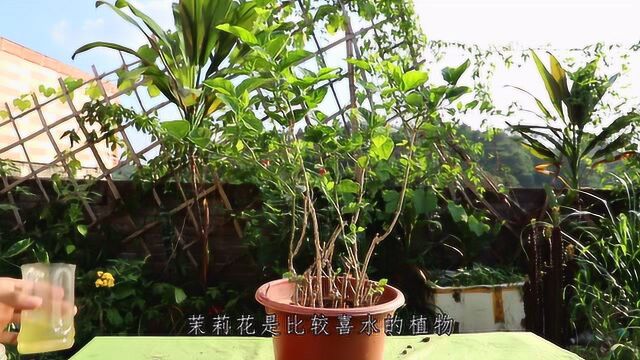 茉莉花小苗就用这5招来养,仅用半年时间就能长成树,开花超多