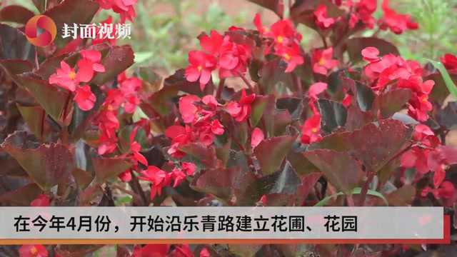 尴尬了!路边刚建的花园 1个月不到丢了50株花