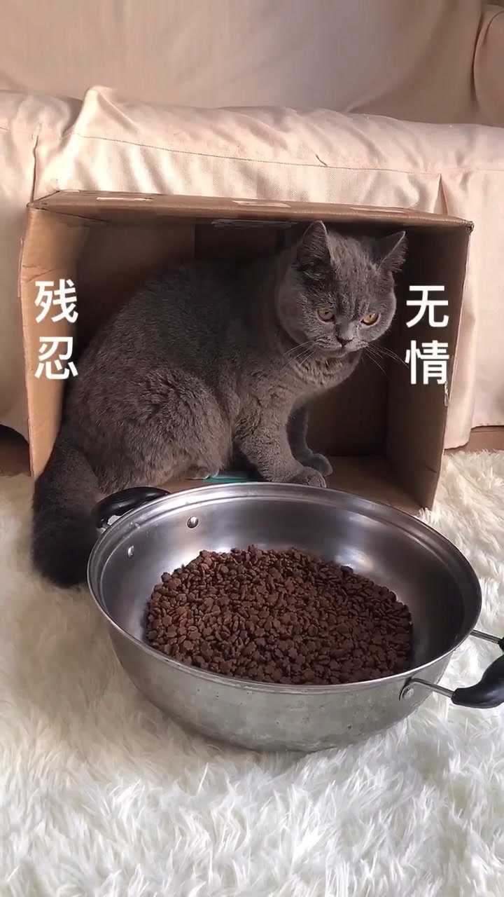 小猫咪好绝望