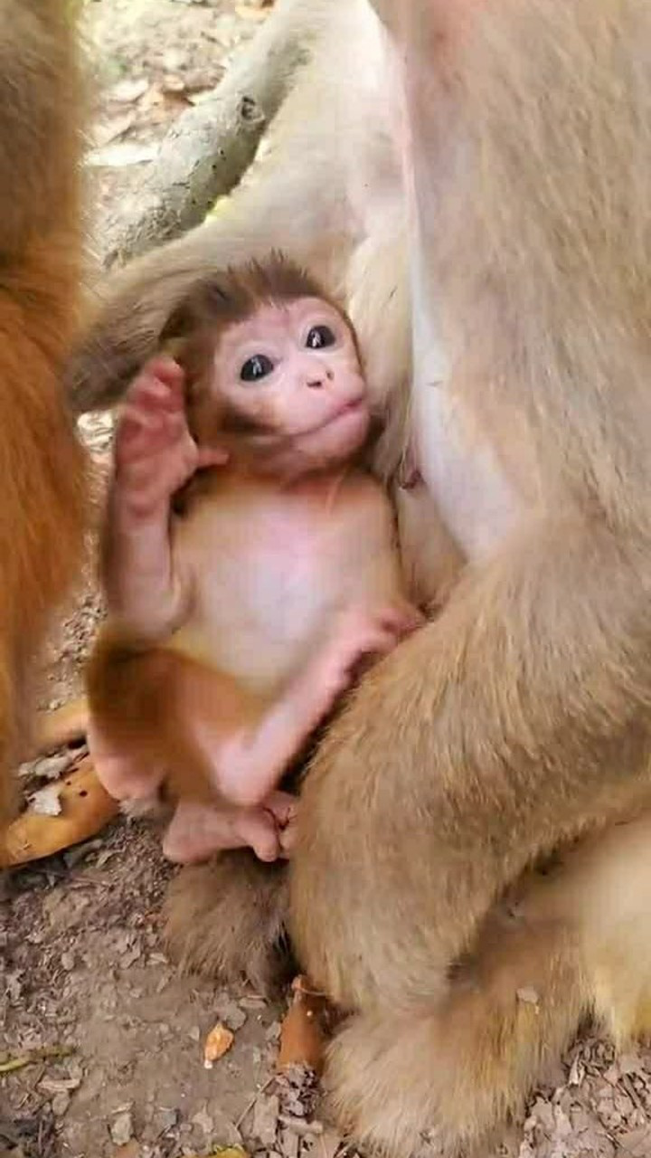 刚出生的猴宝宝竟然这样吃奶感觉猴妈妈很痛