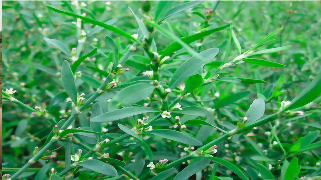 农民锄掉的猪牙草原来还是一种药材这些好处你知道吗