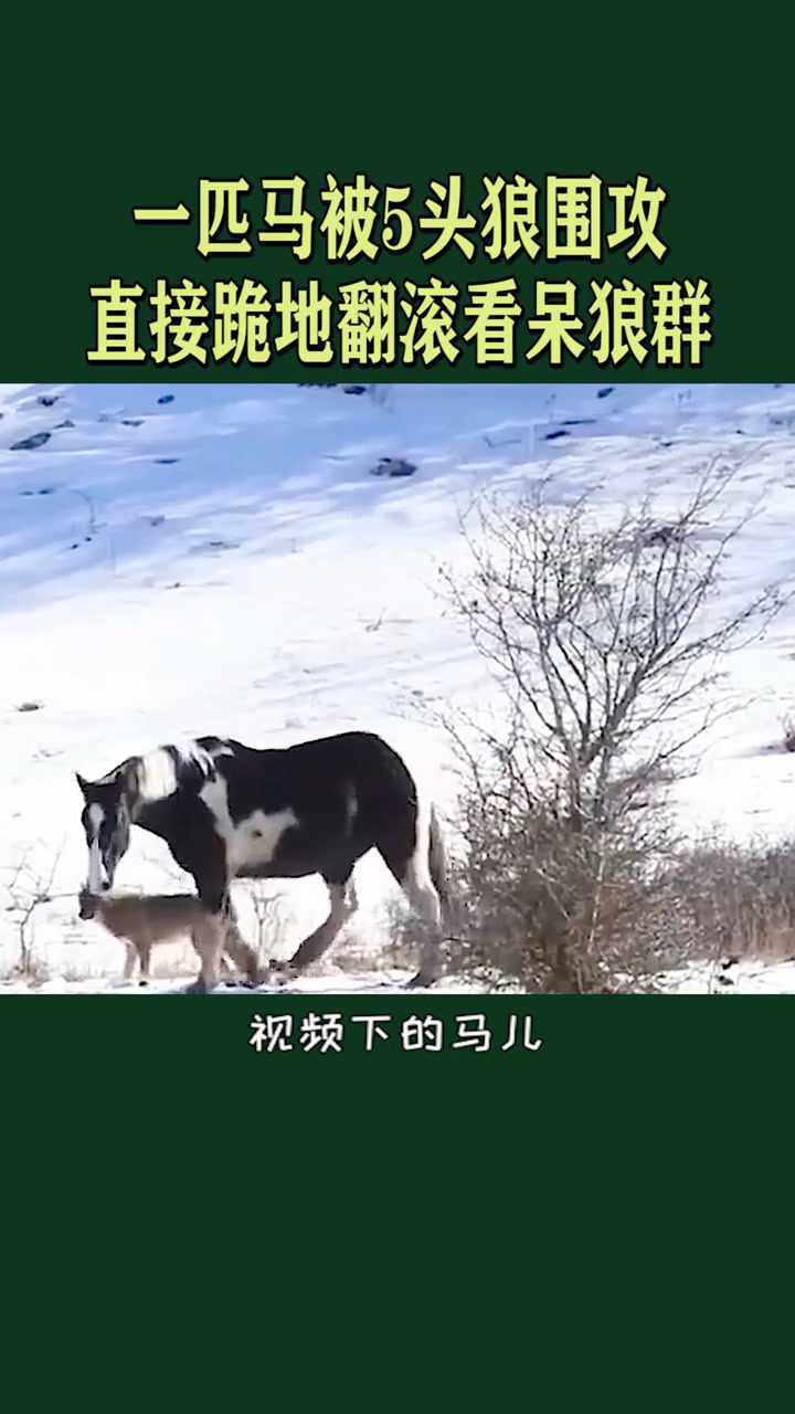 一匹马被狼围攻直接跪地翻滚看呆众人