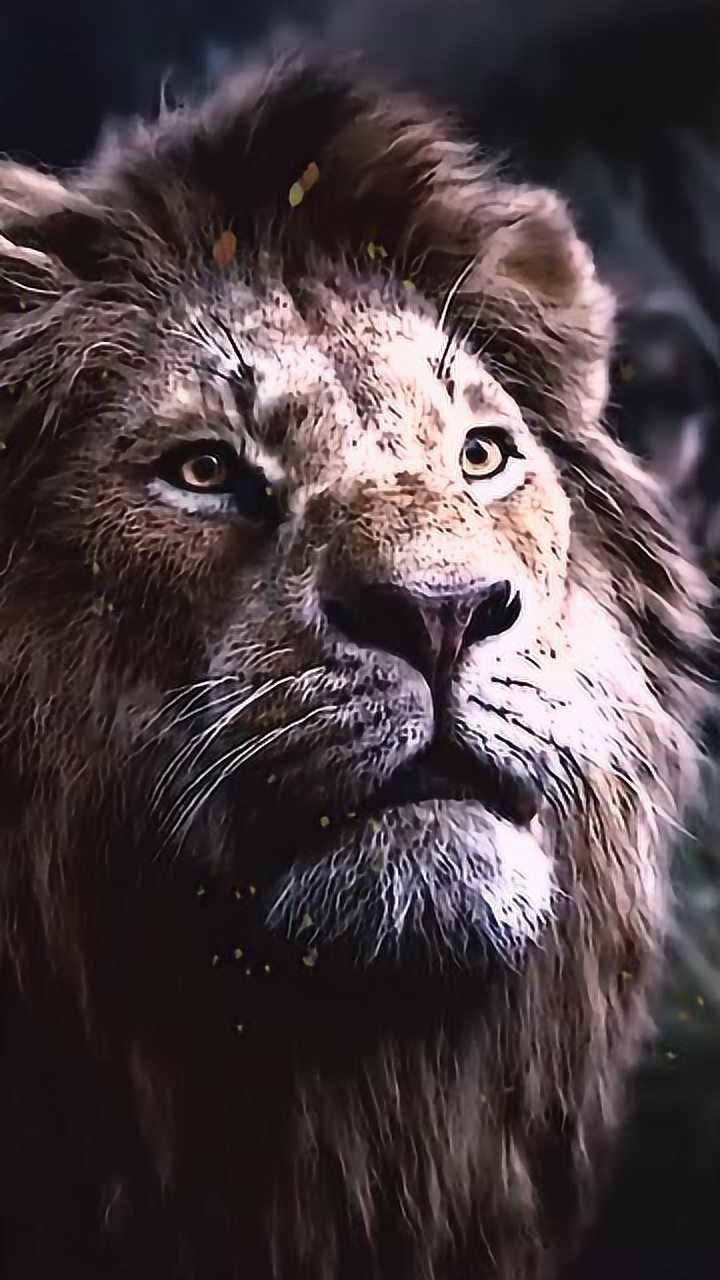 狮子王辛巴丛林之王帅气回归