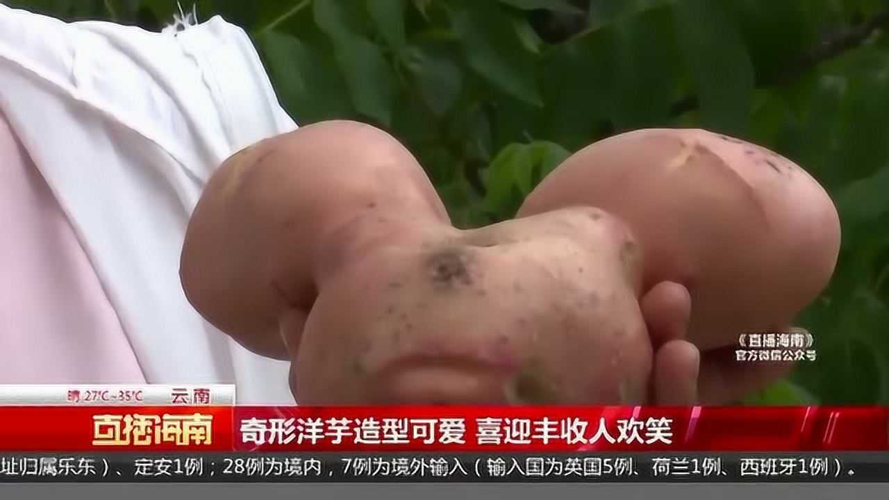 奇形洋芋造型可爱喜迎丰收人欢笑 腾讯视频