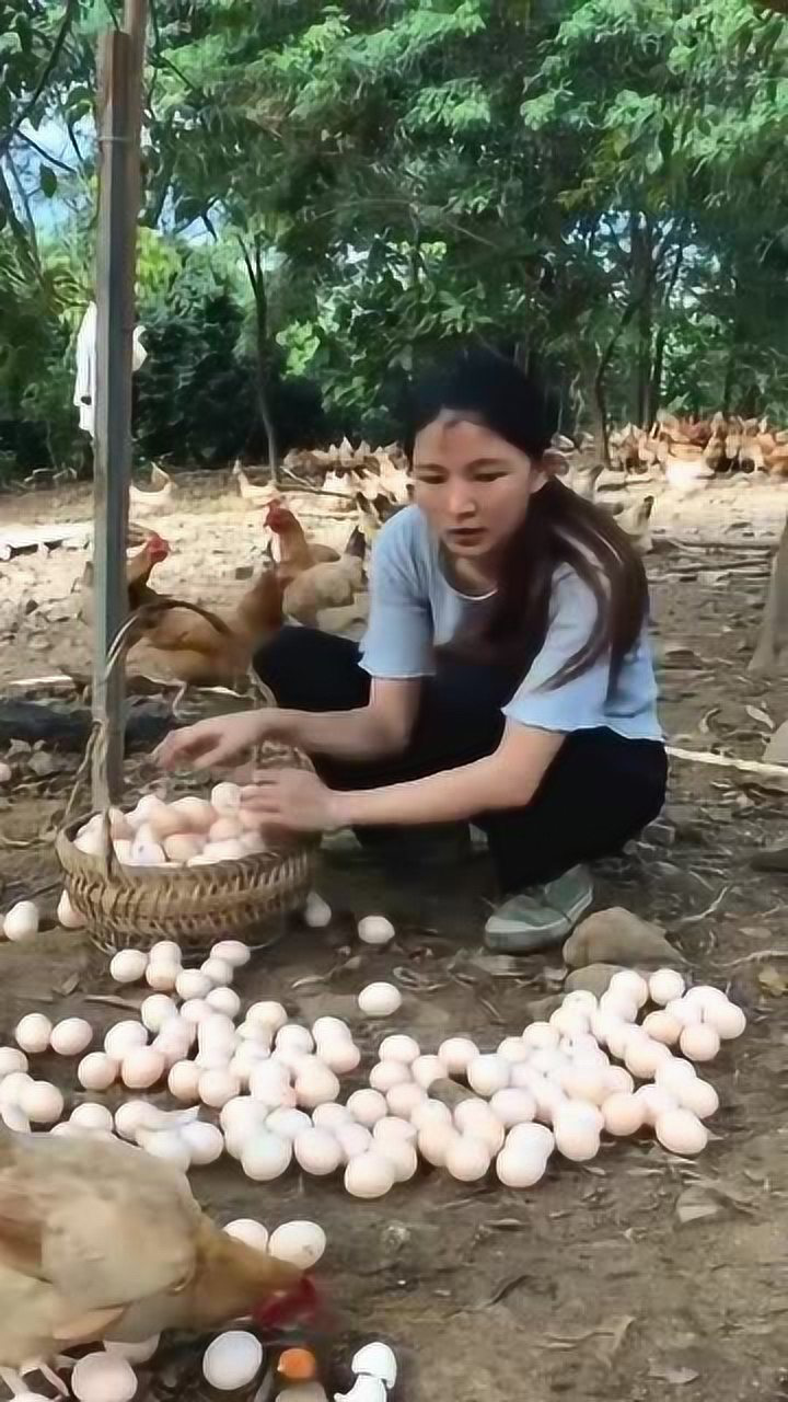 农村美女养的鸡下了这么多的蛋如果每天都这样那她就发财了