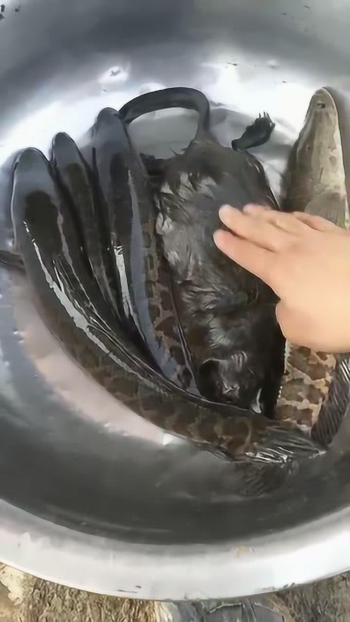 小伙户外搞野,抓到好多大黑鱼,还有一只水耗子,能吃吗