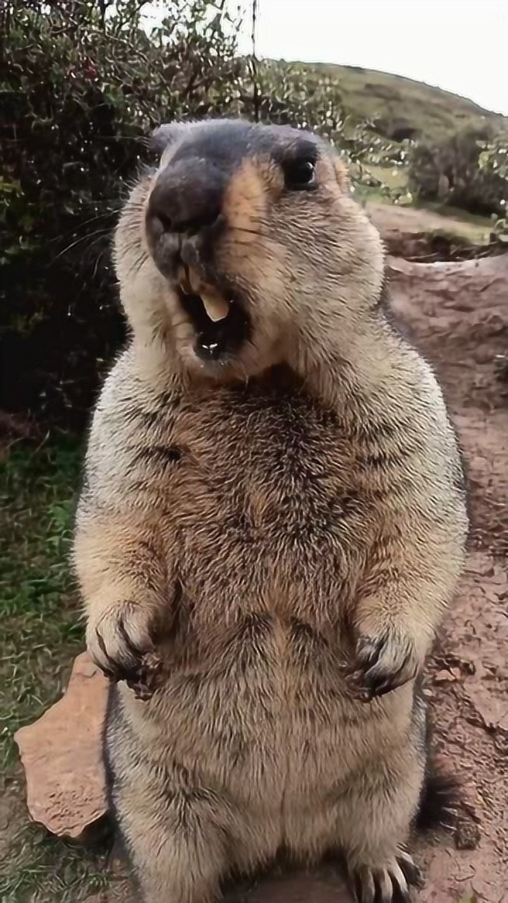 真怕这个土拨鼠会突然啊的一声叫出来!