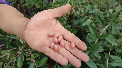 水果摊新宠羊奶果一棵树能采摘30斤味道酸酸甜甜很特别