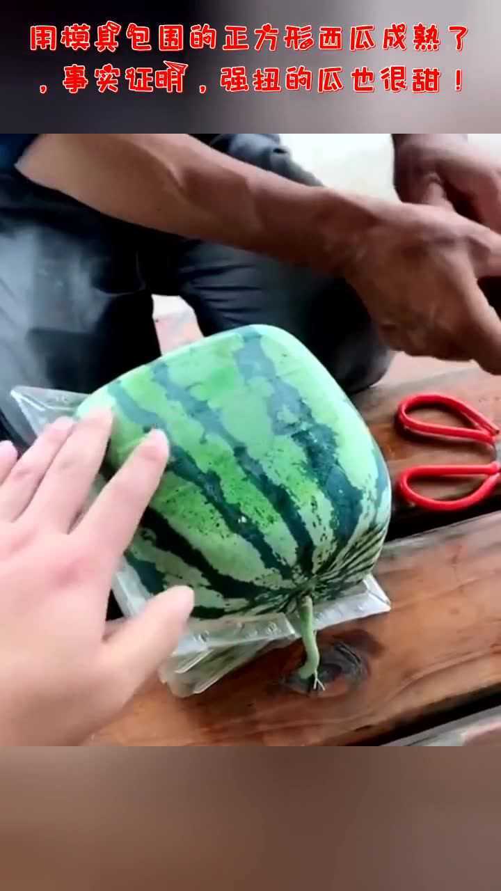 用模具包围的正方形西瓜成熟了,事实证明,强扭的瓜也很甜!