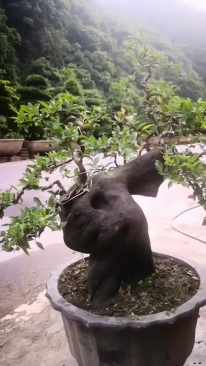 坨坨金弹子老桩,被我嫁接成这样,看着真是太难看了