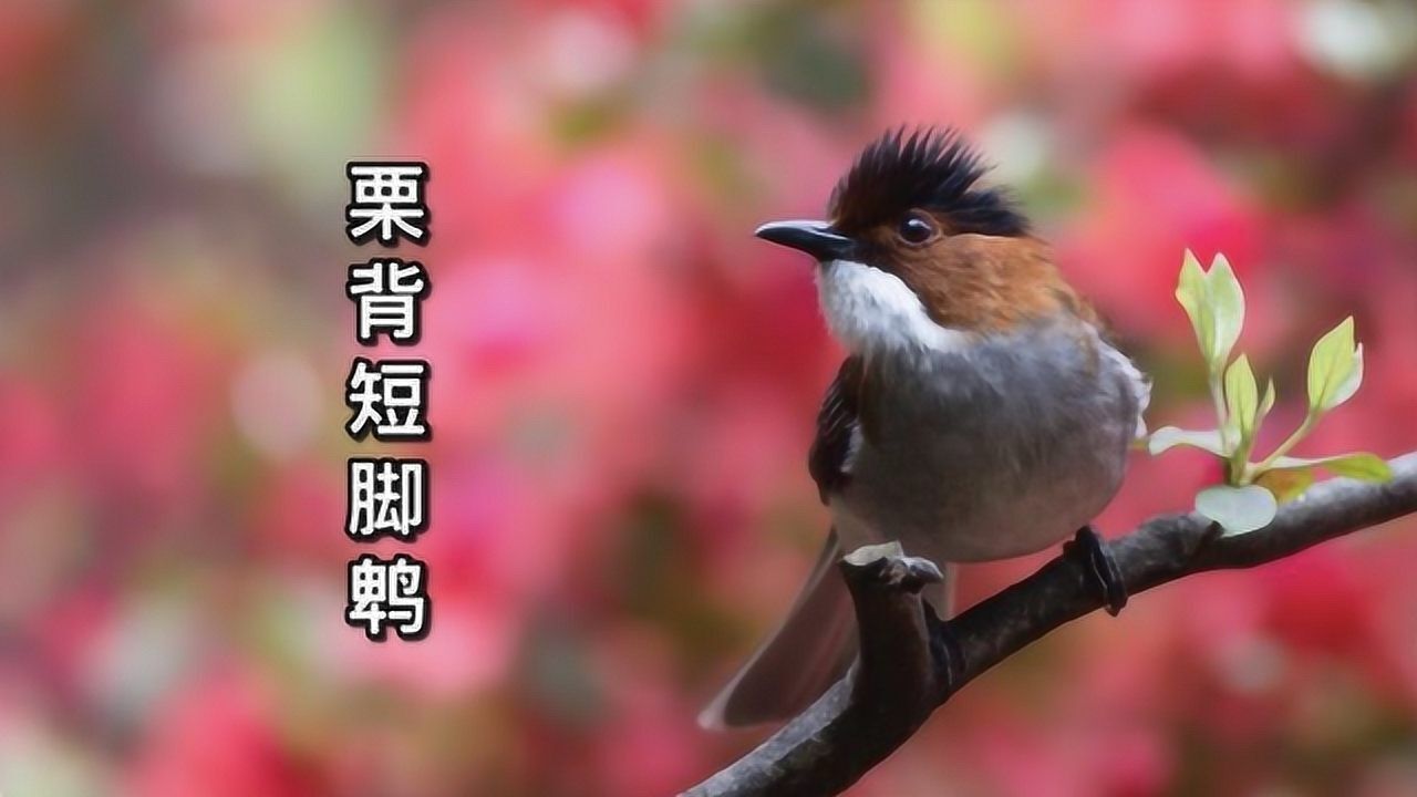 栗背短脚鹎是中国特有鸟类拥有银铃般地叫声