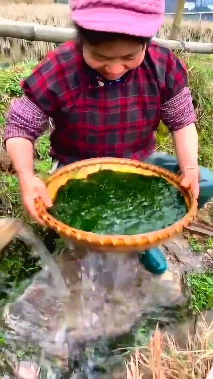 河边刚捞的青苔,晒干了可以直接吃!