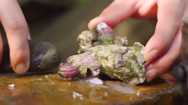 20一斤的石头海鲜有种大海的感觉