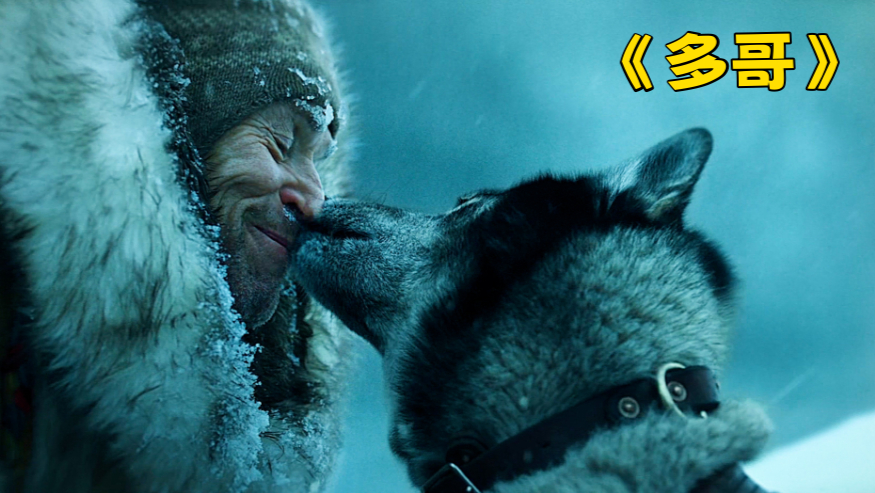 一条狗狗的蜕变之路《多哥》