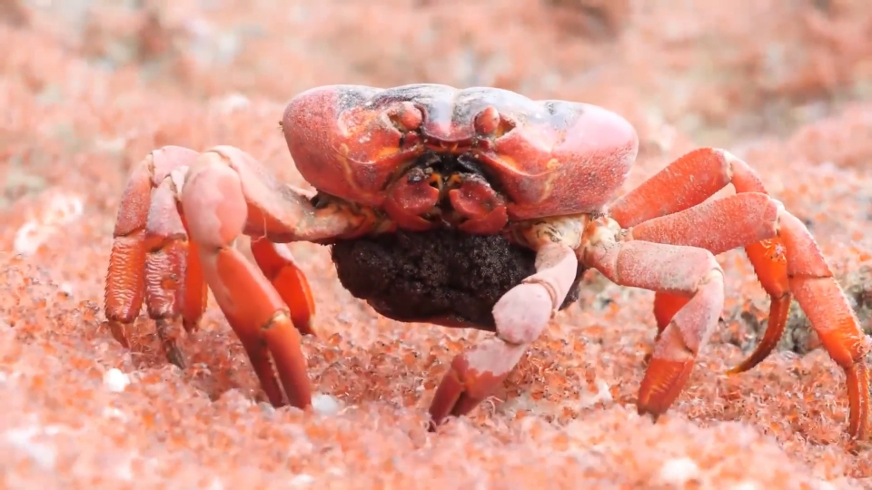 红蟹宝宝铺满整个海滩,成年蟹靠吃宝宝为生|纪录片