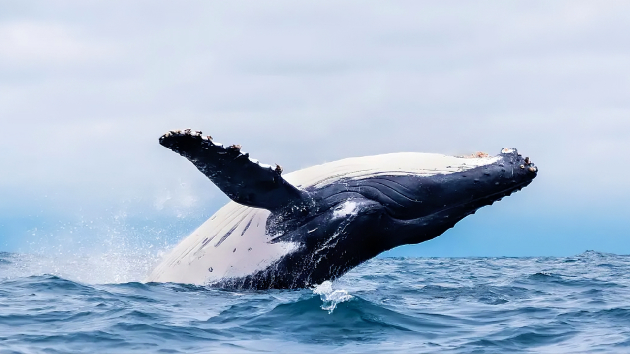 体积很小的藤壶,却是鲸鱼一生中的噩梦| 纪录片