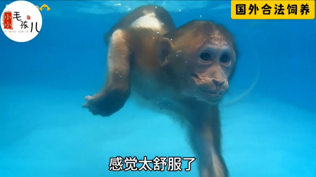 小猴子玩累了,自己放水洗澡,太可爱了|纪录片