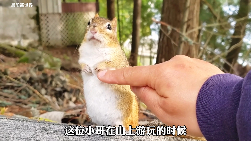 为了找长期饭票,小松鼠壮着胆子跟人类回家.