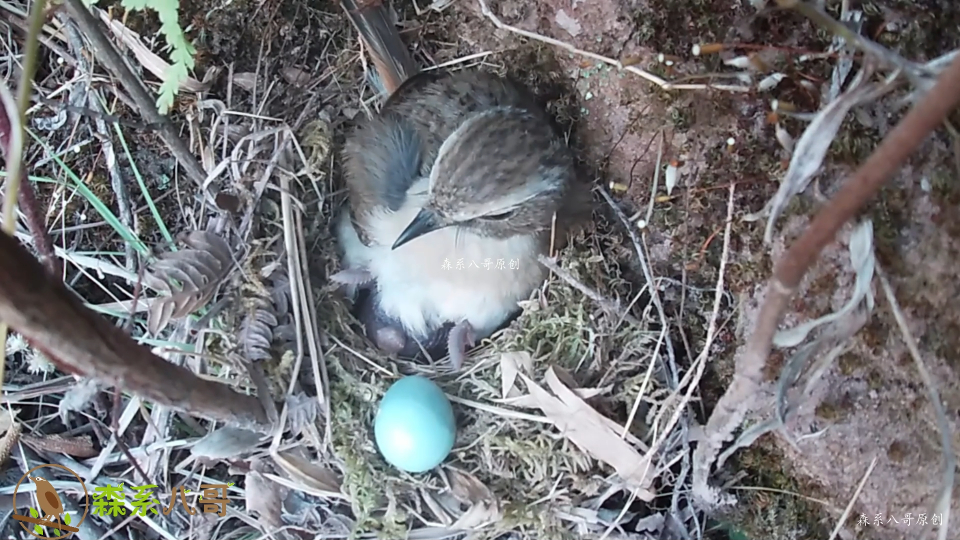 把杜鹃鸟推出来的鸟蛋送回鸟窝,结果又被鸟妈妈一脚踢飞