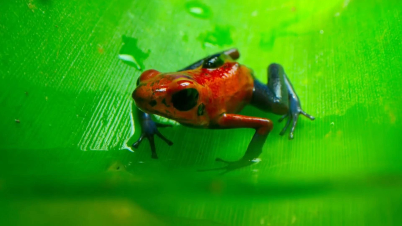 蝌蚪骑老爸,去40米天空,学自由泳!