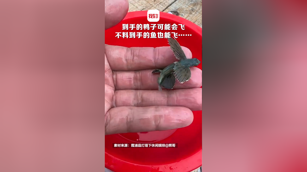 到手的鸭子可能会飞 不料到手的鱼也能飞