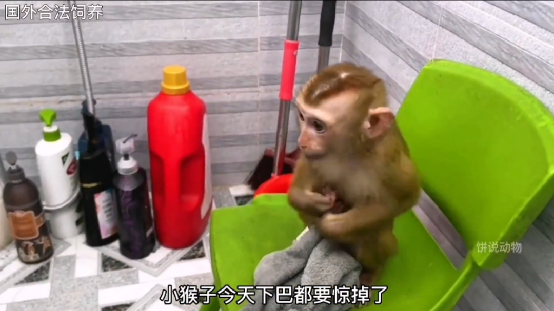 妹妹为小猴子洗澡,这也太有爱了|纪录片