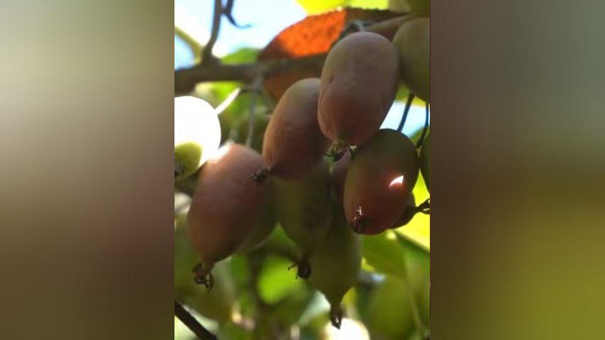省西安植物园种质资源圃里,刚刚成功培育出了陕西猕猴桃,京梨猕猴桃