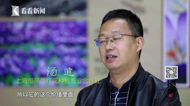 我国最大的“藏红花”种植地竟在上海崇明