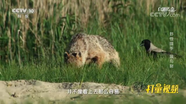 金豺靠死鱼果腹,但在沙堤上寻找死鱼并非易事!来看