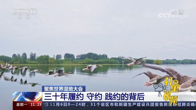 中国加入《湿地公约》30周年,一起来看看中国湿地保护成就如何