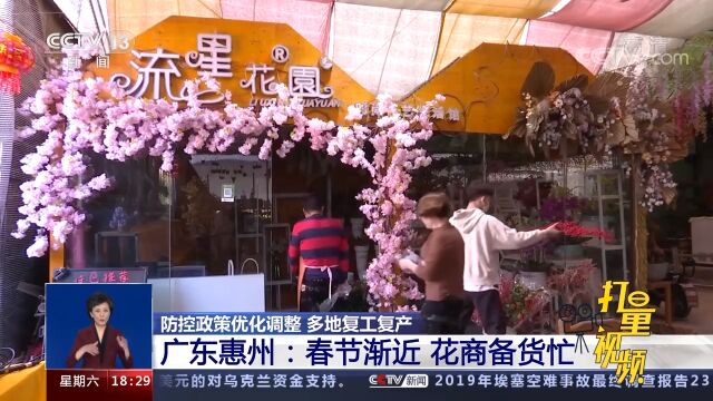 广东惠州:春节渐近,花商纷纷整理场地、备货春节