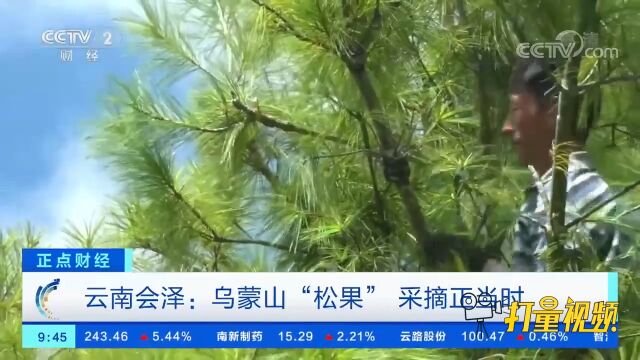 云南会泽:乌蒙山“松果”,采摘正当时