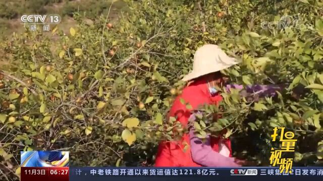 年综合产值20亿元!湖北通城32万亩油茶丰收开采